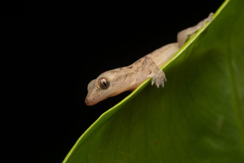 7 Spesies Cecak yang Estetik, Lebih dari Reptil Ahli Pemanjat Dinding