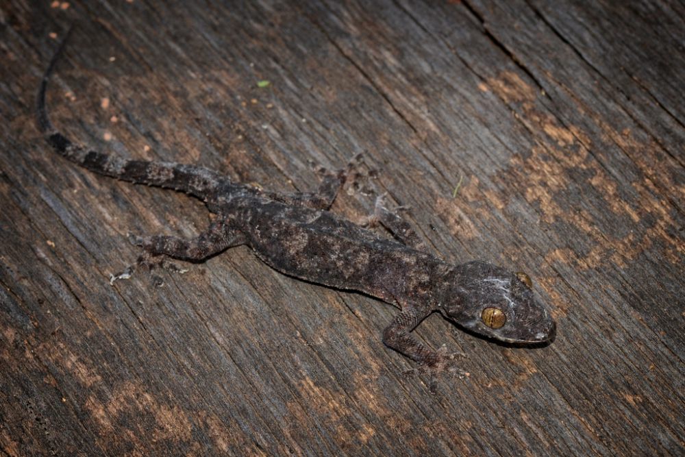 7 Spesies Cecak yang Estetik, Lebih dari Reptil Ahli Pemanjat Dinding