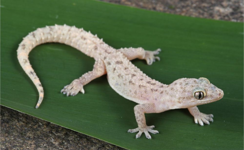 7 Spesies Cecak yang Estetik, Lebih dari Reptil Ahli Pemanjat Dinding