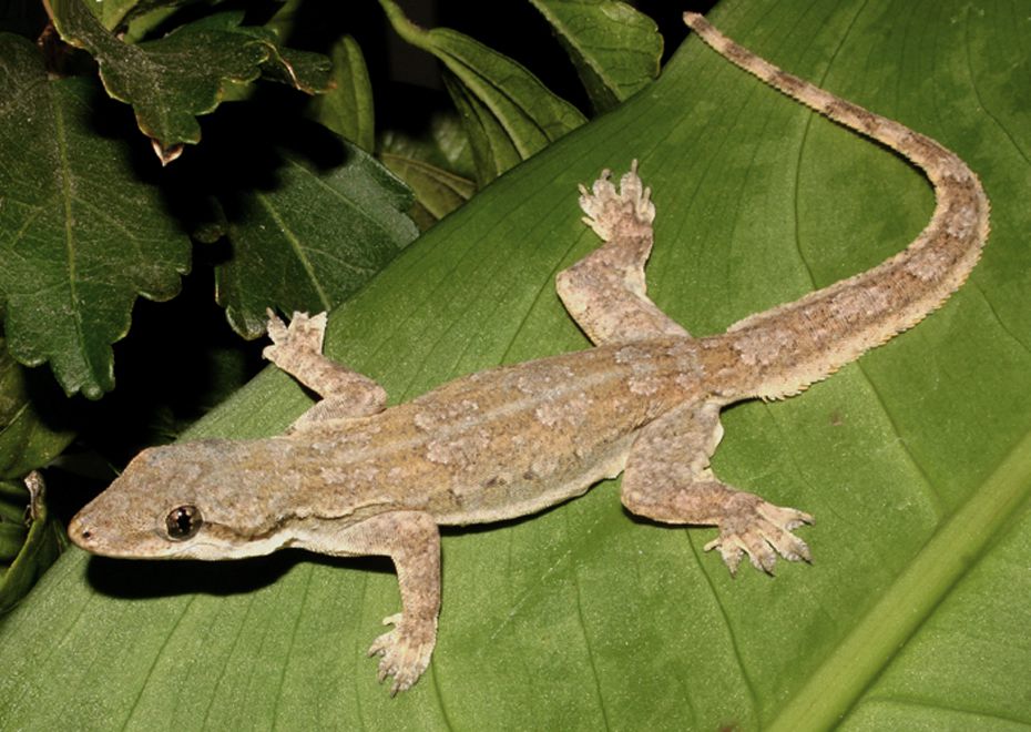 7 Spesies Cecak yang Estetik, Lebih dari Reptil Ahli Pemanjat Dinding