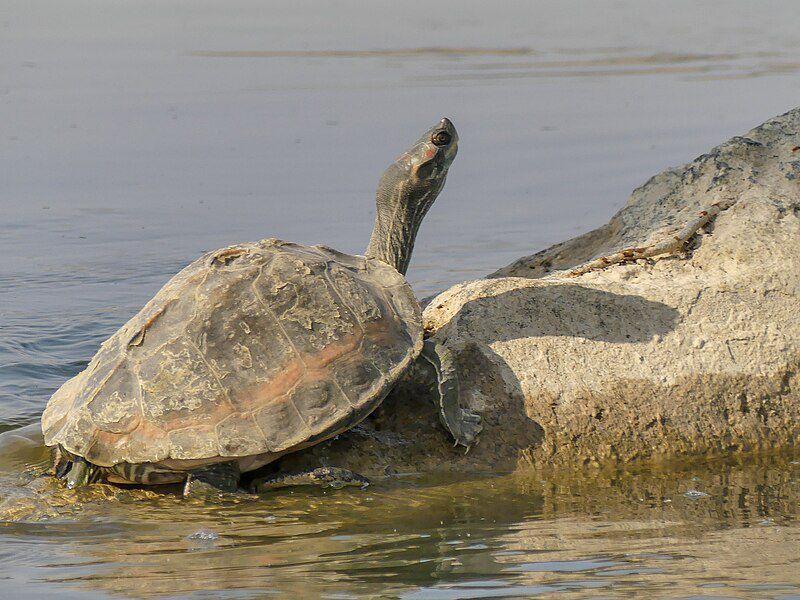 5 Fakta Indian Roofed Turtle, Kura-kura yang Suka Menyendiri