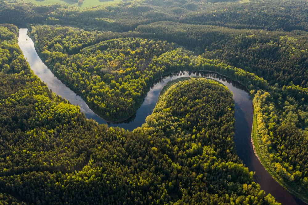 5 Hutan Terluas di Dunia, Ada yang Luasnya Sampai 6 Juta Kilometer! 