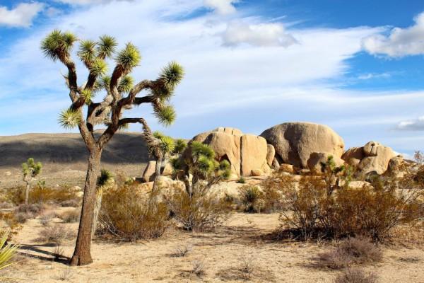 7 Fakta Joshua Tree, Ternyata Gak Termasuk Pohon Beneran