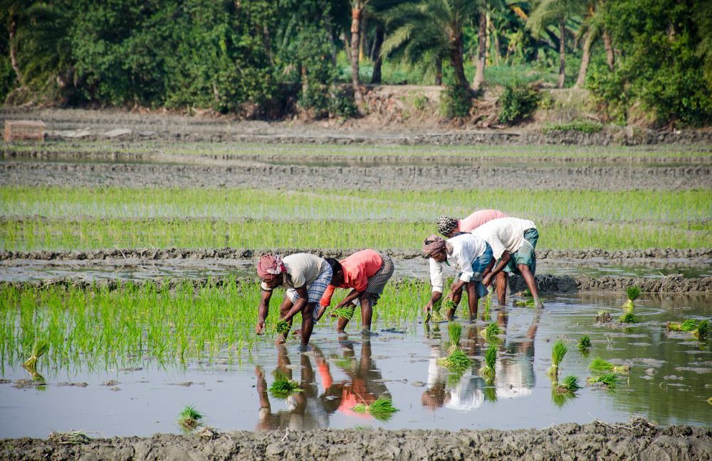 Bulog Jatim Serap 90.381 Ton Beras Petani