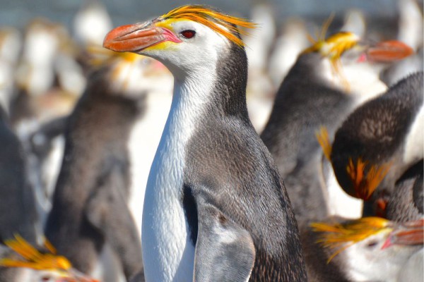 7 Fakta Menarik Penguin Royal, Jadi Penguin Berjambul Terbes