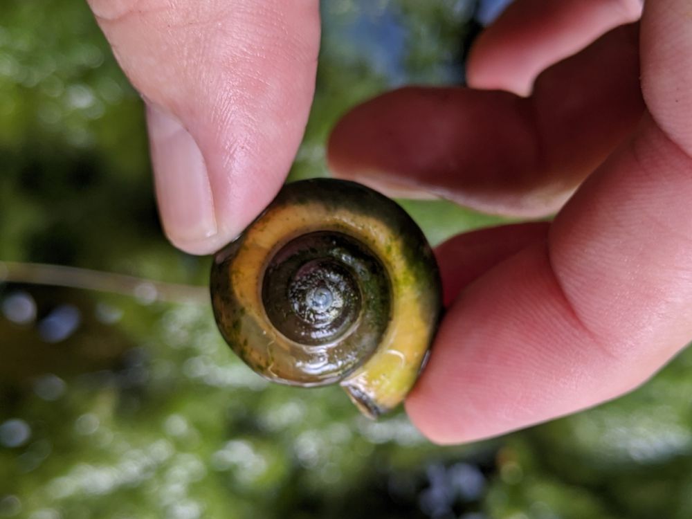 Kenali 7 Spesies Siput Yang Menakjubkan Lebih Dari Fauna Lu