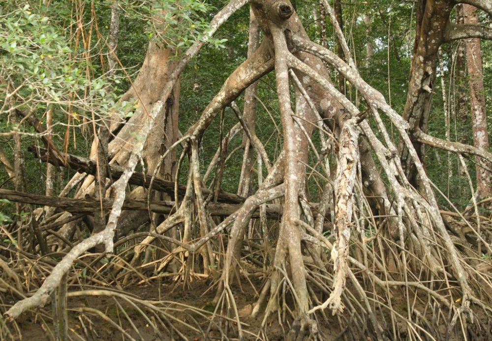 5 Jenis Pohon Bakau, Akar yang Kokoh Bagaikan Benteng