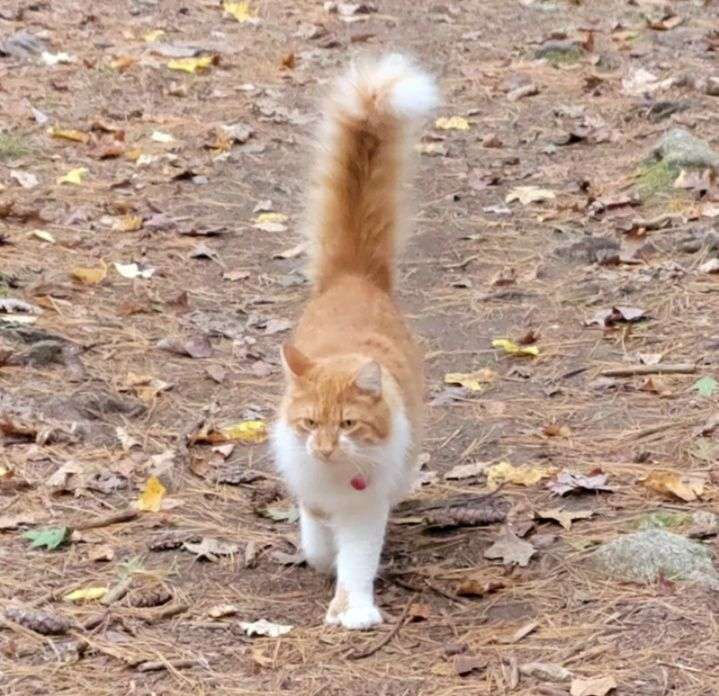 Aksi Lucu Kucing Oren Berkaki Putih Kayak Pakai Kaus Kaki