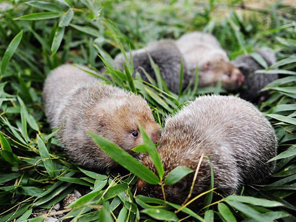 6 Fakta Unik Tikus Bambu Cina, Pernah Jadi Makanan Populer