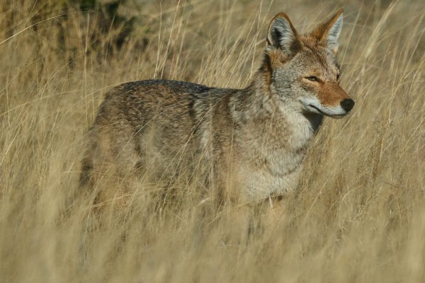 5 Fakta Coyote, Hewan Penting Bagi Penduduk Asli Amerika