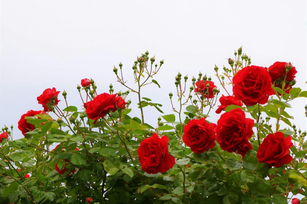 5 Fakta dari Bunga Mawar, Salah Satu Bunga Tertua!