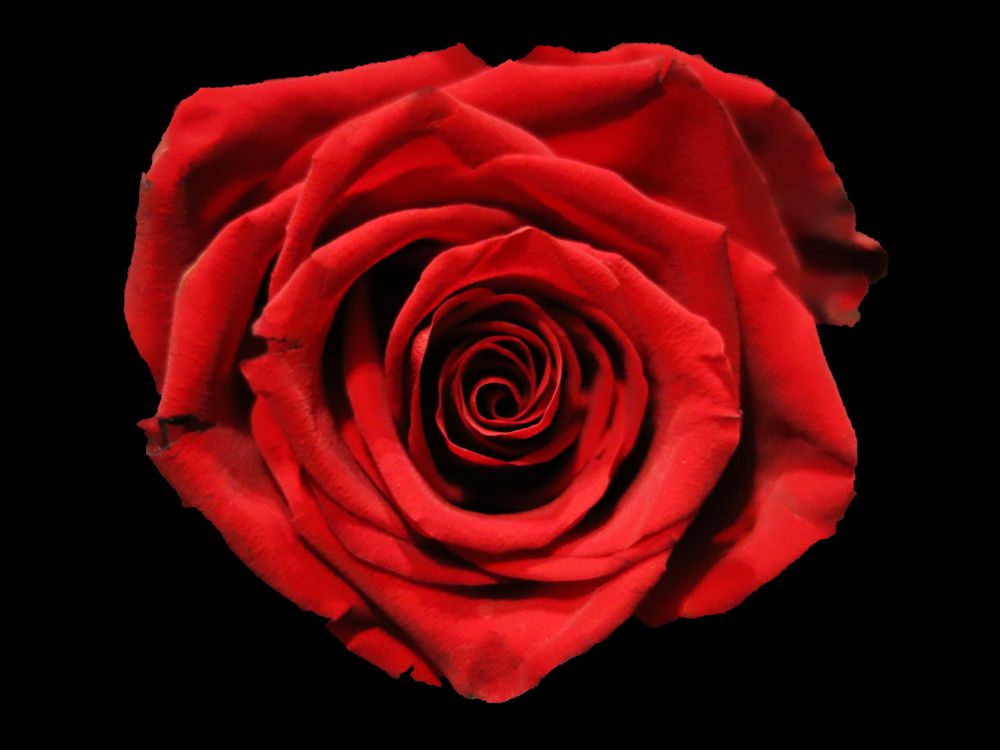 5 Fakta dari Bunga Mawar, Salah Satu Bunga Tertua!