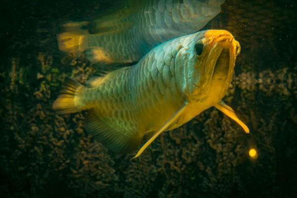 5 Fakta Mengenai Ikan Arwana, Ikan Hias Populer yang Anggun!