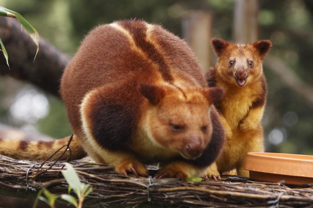 7 Spesies Hewan Berkantung yang Dapat Ditemukan di Papua