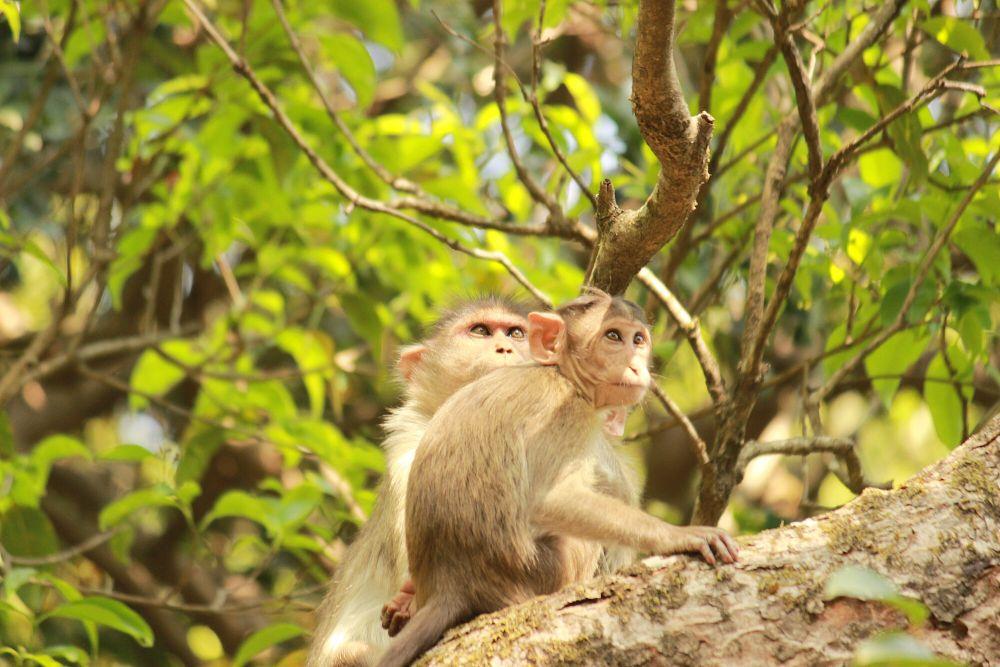 6 Fakta Bonnet Macaque, Bonding dengan Cara Social Grooming