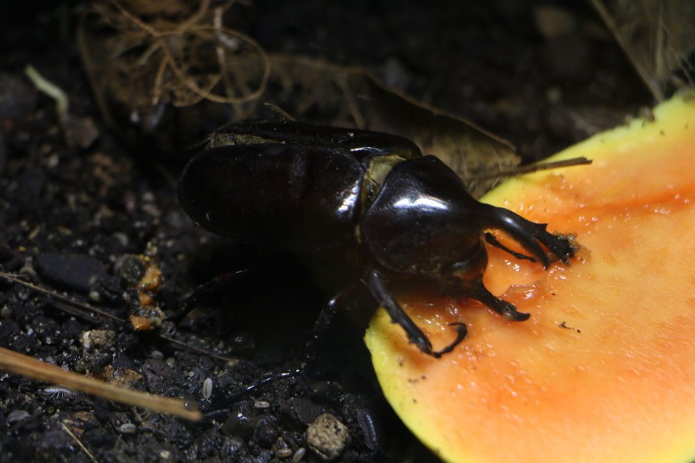 7 Fakta Kumbang Hercules, Warnanya Berubah Berdasarkan Kelembapan Suhu