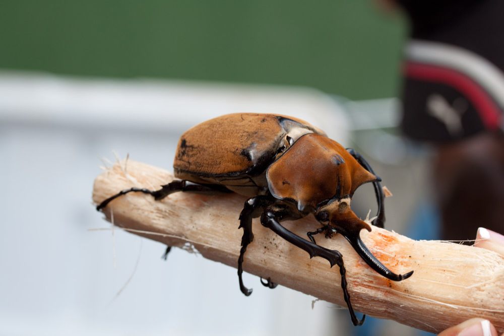 7 Fakta Kumbang Hercules, Warnanya Berubah Berdasarkan Kelembapan Suhu