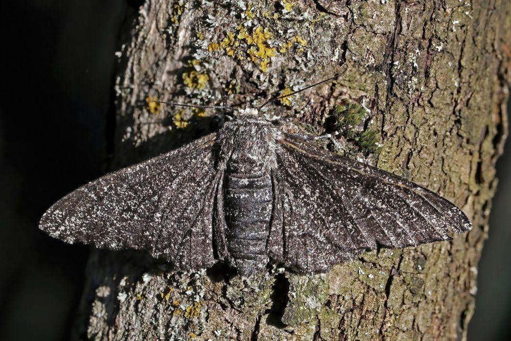 6 Fakta Unik Peppered Moth, Bukti Bentuk Evolusi Terbaik