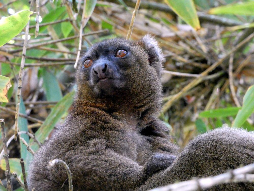 Fakta Unik Lemur Bambu Besar, Punya Cara untuk Detoksifikasi