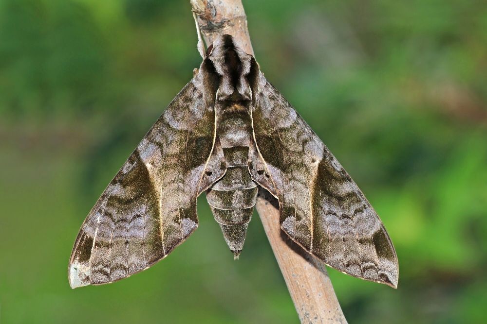 6 Fakta Sphinx Moth yang Mekanisme Pertahanannya Beragam