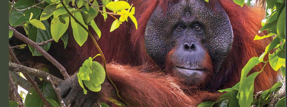 Mengapa Orangutan Hanya Ada di Indonesia? Ini Jawabannya