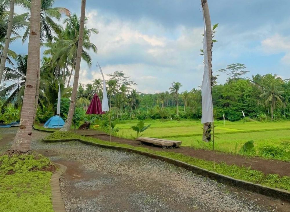 8 Info D'Cikalan Borobudur, Nongkrong Seru View Persawanan