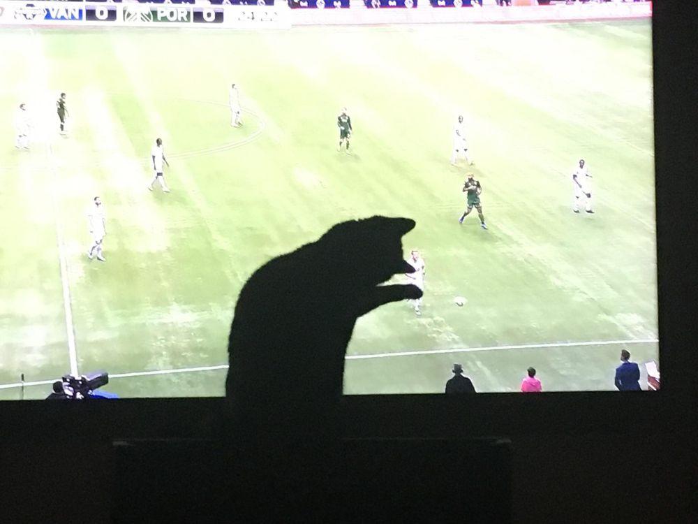 8 Foto Kucing Nonton Sepak Bola Di Tv