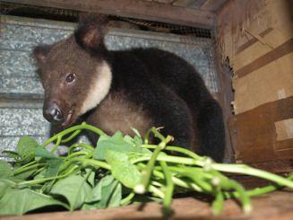 5 Fakta Unik Dingiso, Kanguru Pohon yang Mirip dengan Koala