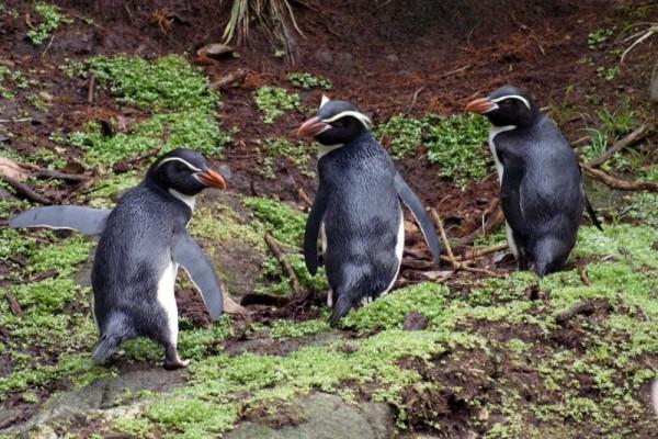 5 Fakta Penguin Snares, Burung Laut Menggemaskan dari Snares