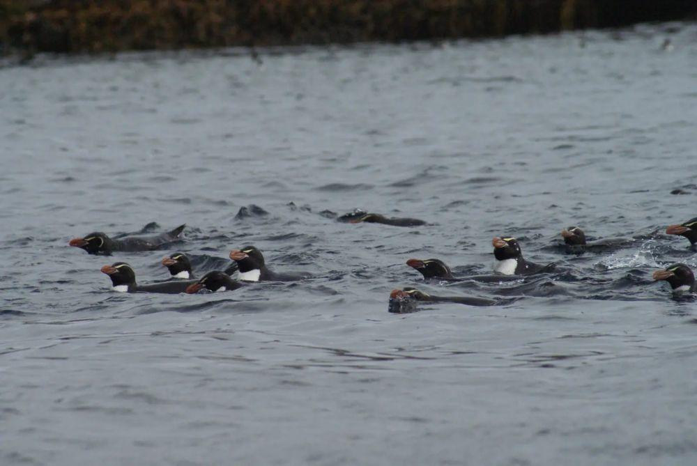 5 Fakta Penguin Snares, Burung Laut Menggemaskan dari Snares