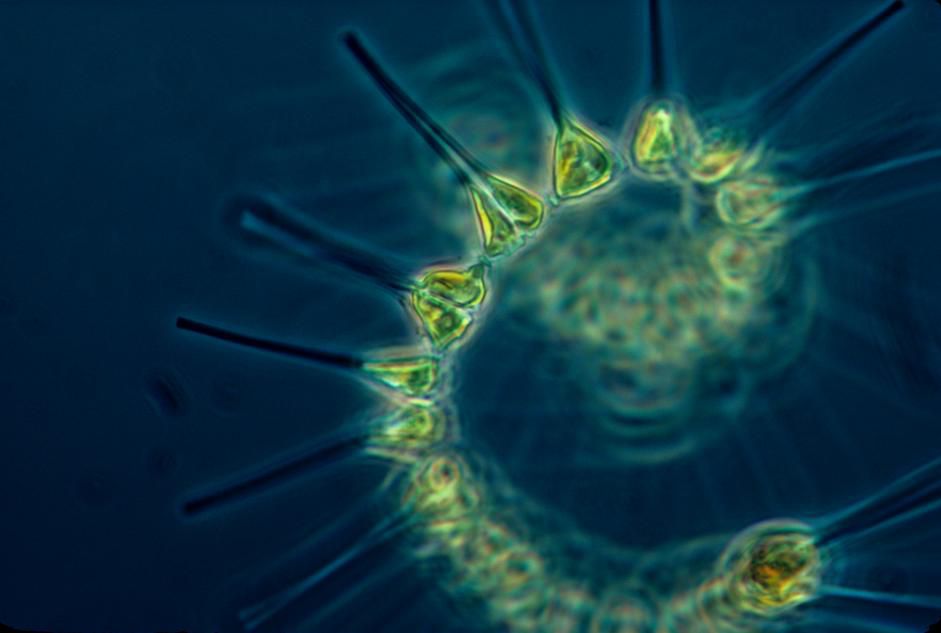 6	Fakta Zooplankton, Memiliki Miliaran Populasi di Lautan