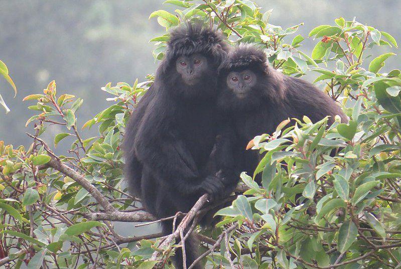 7 Fakta Terunik Lutung Budeng, Predatornya Cuma Manusia!