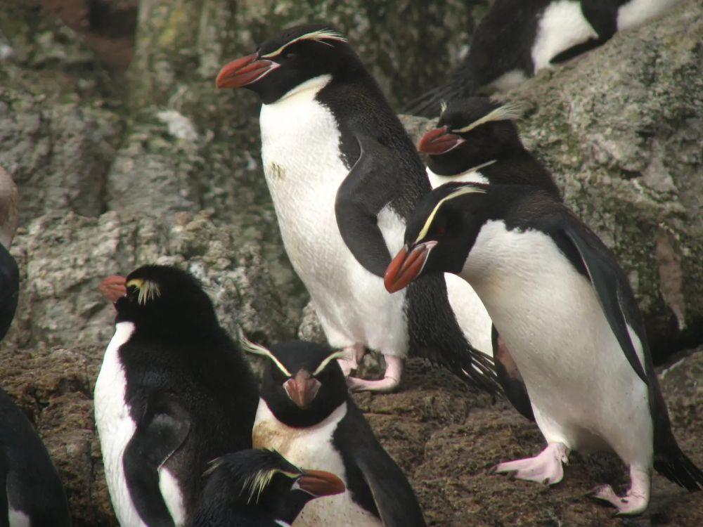 5 Fakta Penguin Snares, Burung Laut Menggemaskan dari Snares