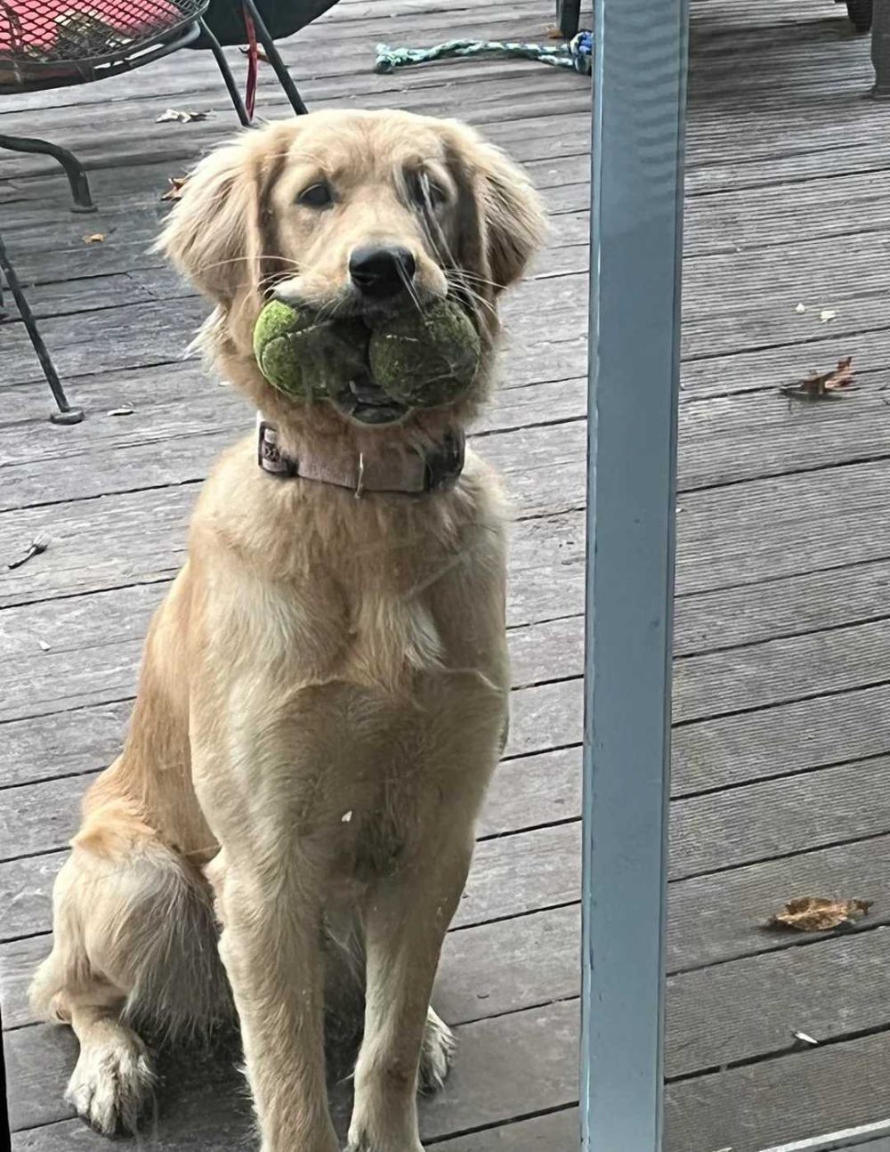 11 Potret Lucu Anjing Bermain Bola Tenis, Ada yang Kecanduan!