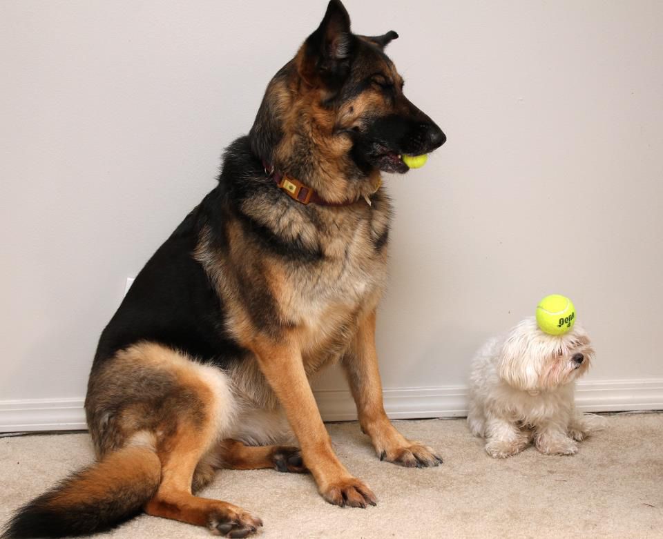 11 Potret Lucu Anjing Bermain Bola Tenis, Ada yang Kecanduan!