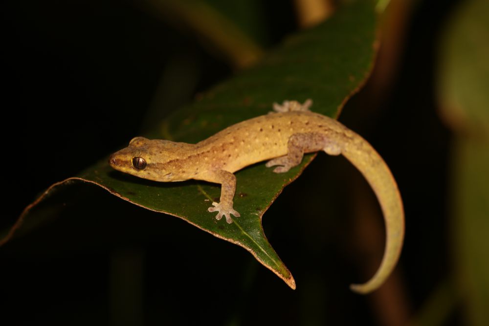 Mengenal Squamata, Ordo Reptil yang Mencakup Ular dan Kadal