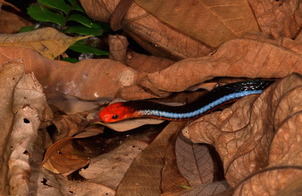 Mengenal Squamata, Ordo Reptil yang Mencakup Ular dan Kadal