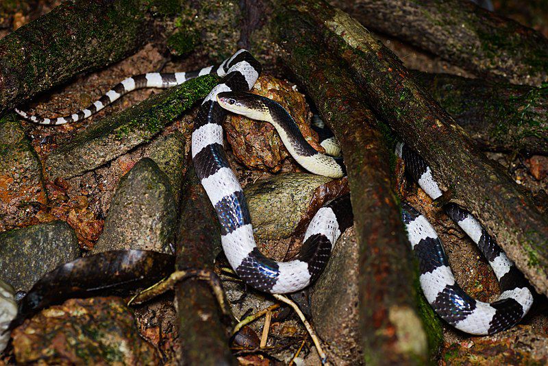 4 Spesies Ular Paling Beracun di Thailand, Jangan Lengah!