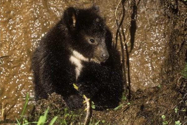 5 Fakta Unik Dingiso, Kanguru Pohon yang Mirip dengan Koala