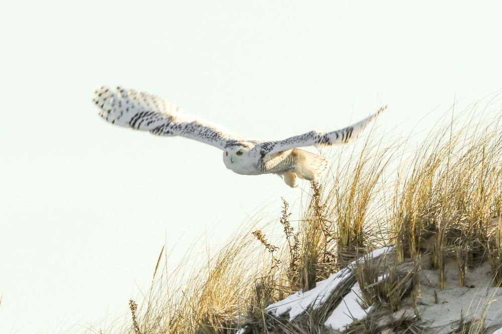 7 Fakta Burung Hantu Salju, Hedwig Peliharaan Harry Potter