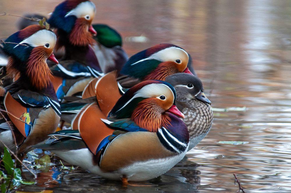 9 Fakta Unik Bebek Mandarin, Simbol Cinta dalam Budaya Asia