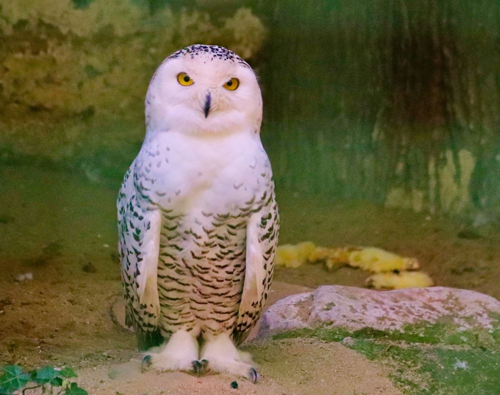 7 Fakta Burung Hantu Salju, Hedwig Peliharaan Harry Potter