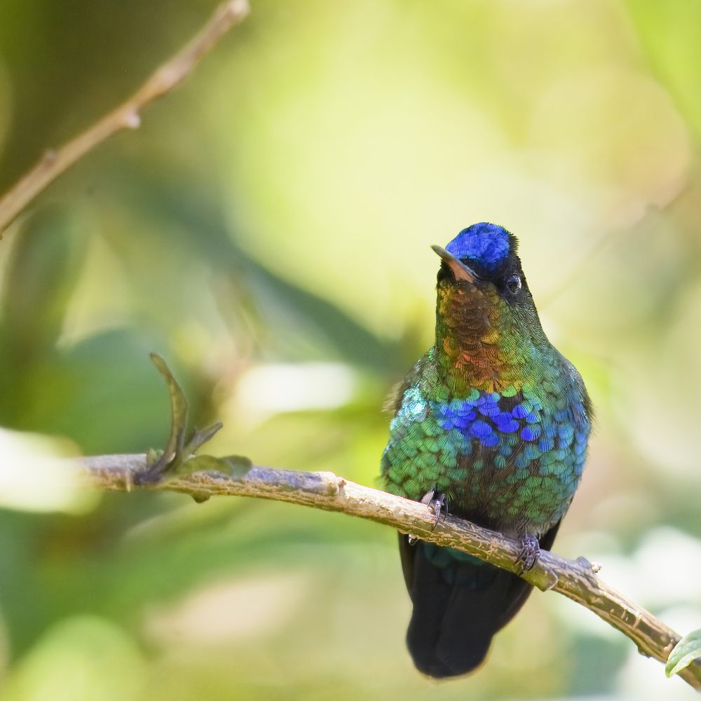 100 Burung dengan Warna Tercantik di Dunia - Fiery-throated Hummingbird