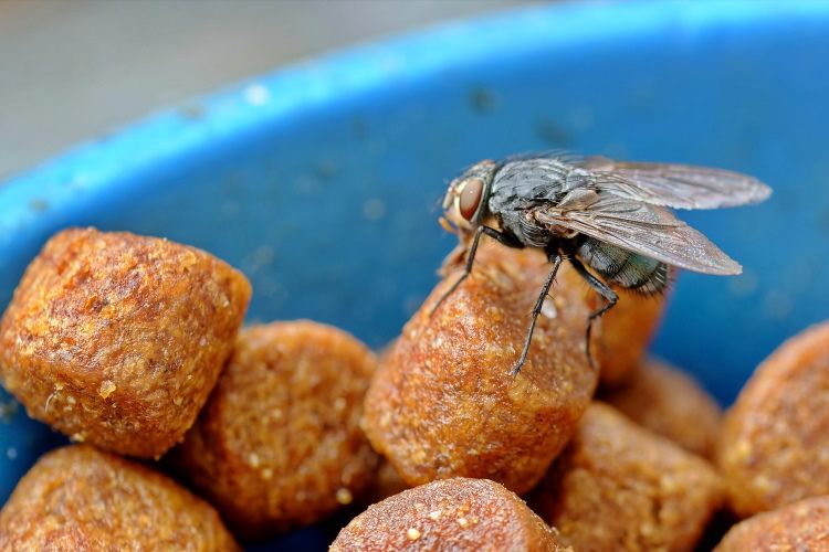 5 Alasan Kucing Sering Menyisakan Makanannya, Belum Tentu Picky Eater