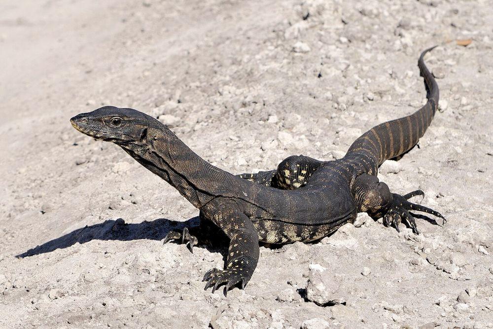 6 Spesies Biawak dari Australia, Ada yang Hidup di Gurun