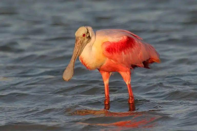 Warna Mata Menawan dan Mempesona, Simak! 10 Burung Bermata M