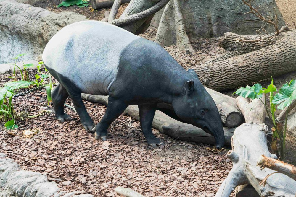 Tapir Sumatra, Satu-satunya Punya Warna Hitam Putih di Dunia