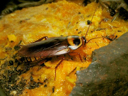 5 Fakta Kecoak, Lolos dari Kepunahan Hingga Kebal Insektisida