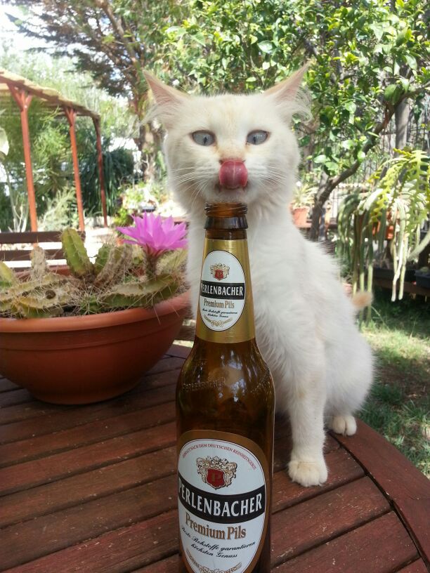 11 Potret Kucing Pura-pura Minum Bir, Kacau Betul!