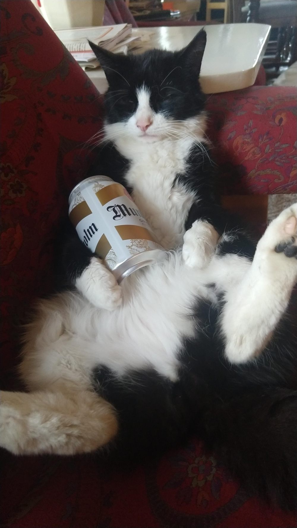 11 Potret Kucing Pura-pura Minum Bir, Kacau Betul!